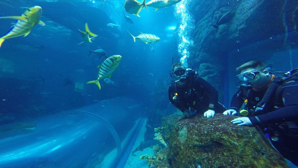 Scuba Diving