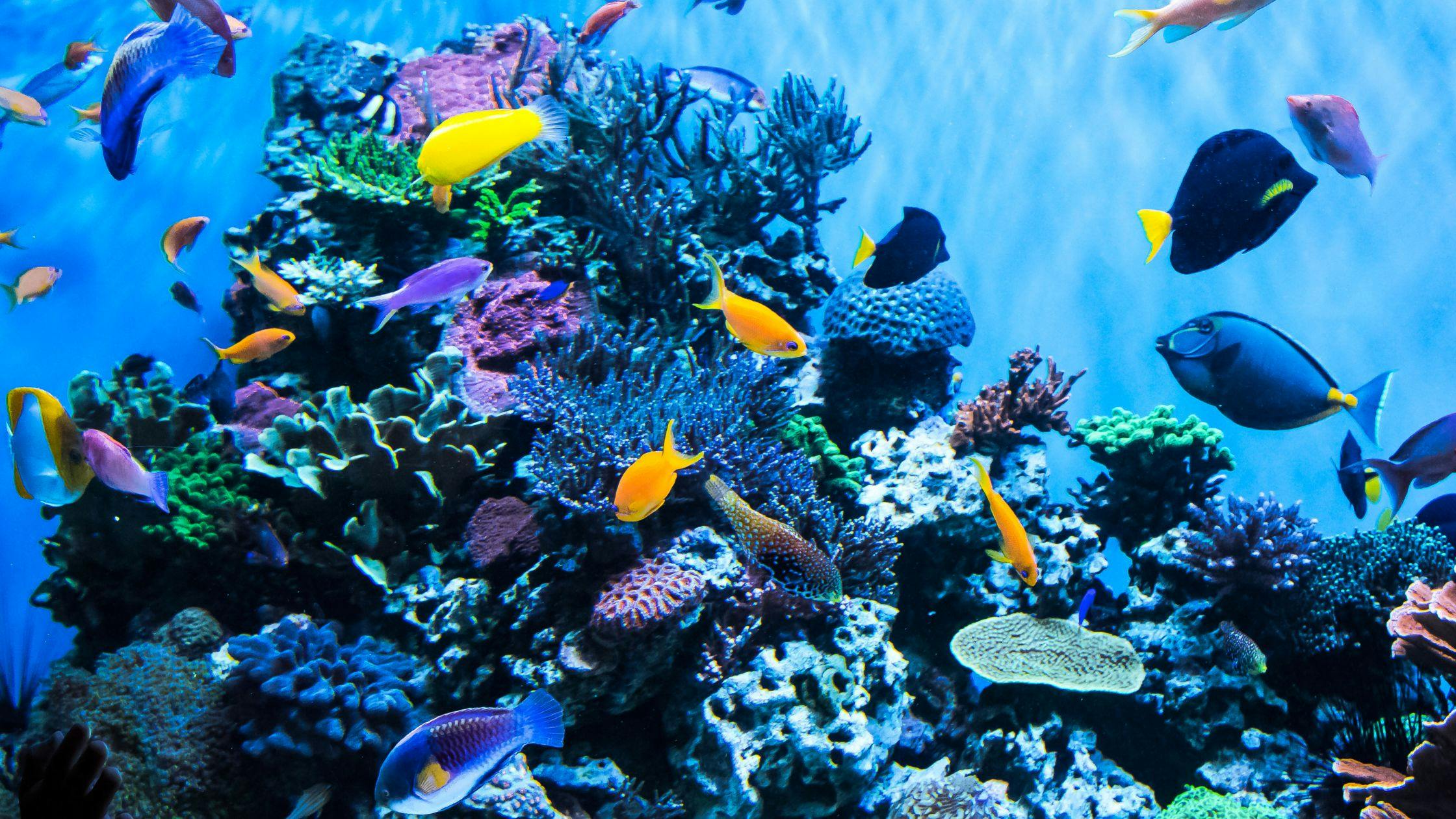 S.E.A Aquarium