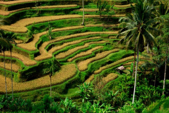Tegalalang Rice Terraces (Ubud)