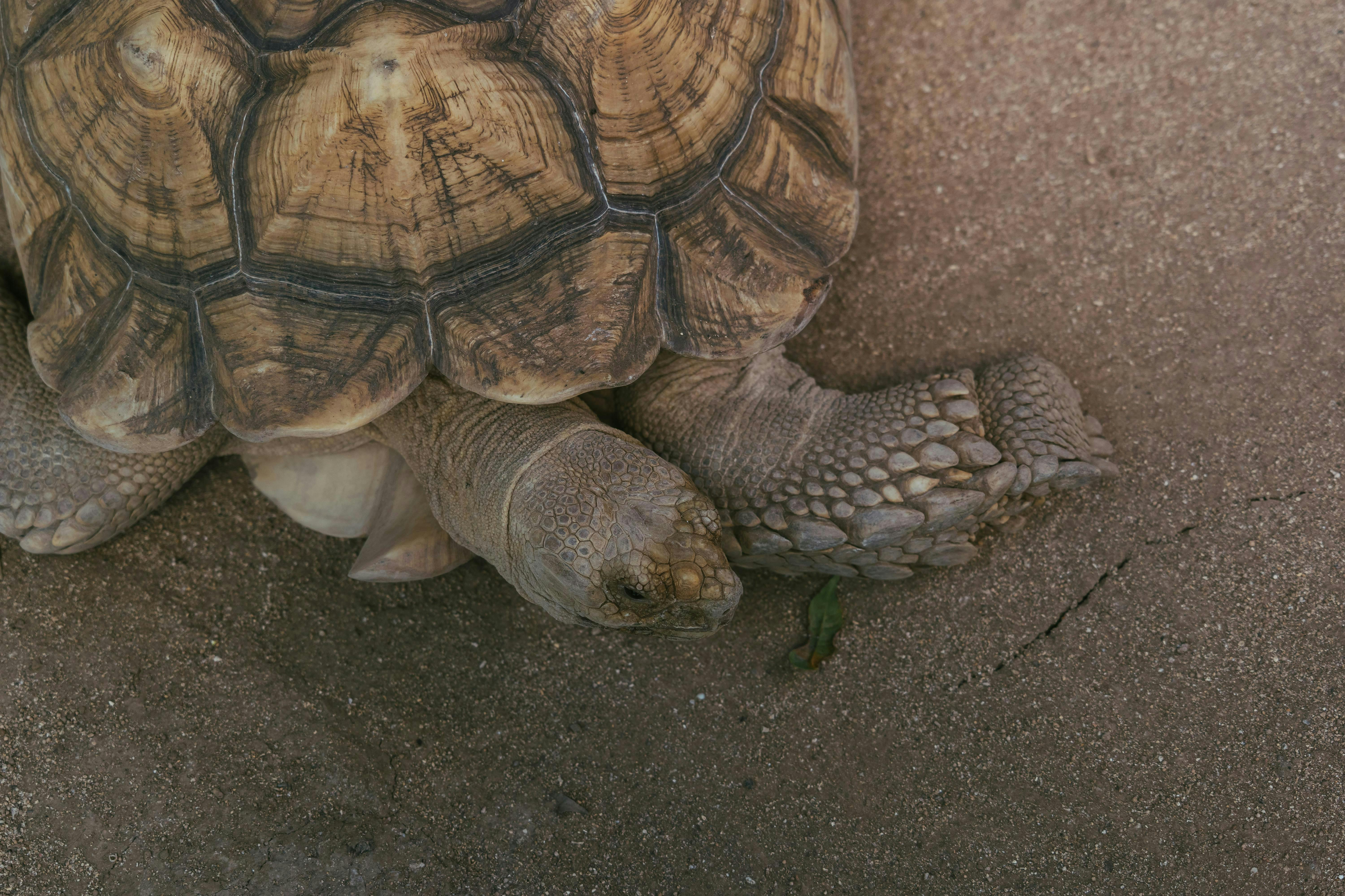Turtle Conservation and Education Center