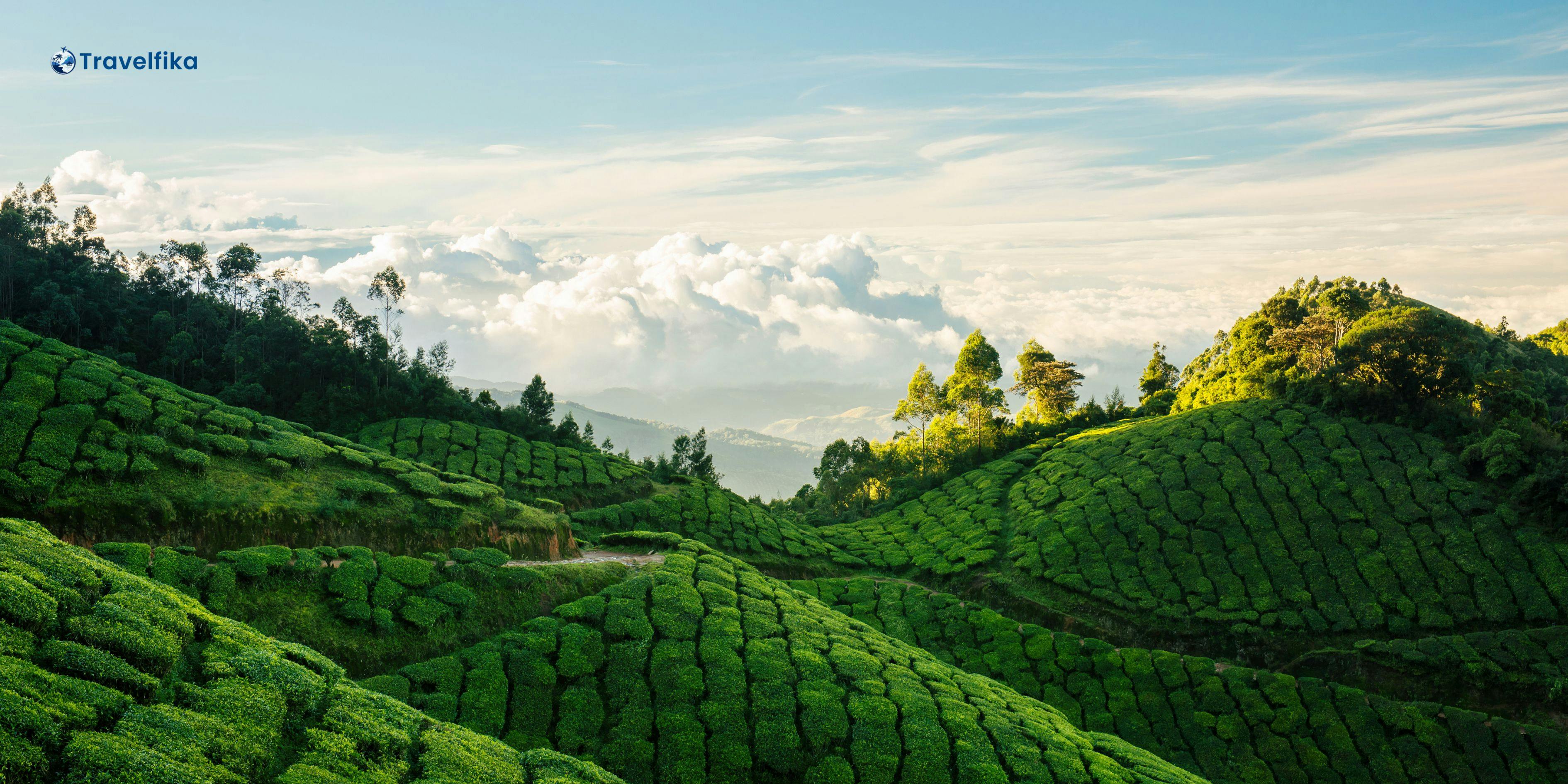 munnar honeymoon packages