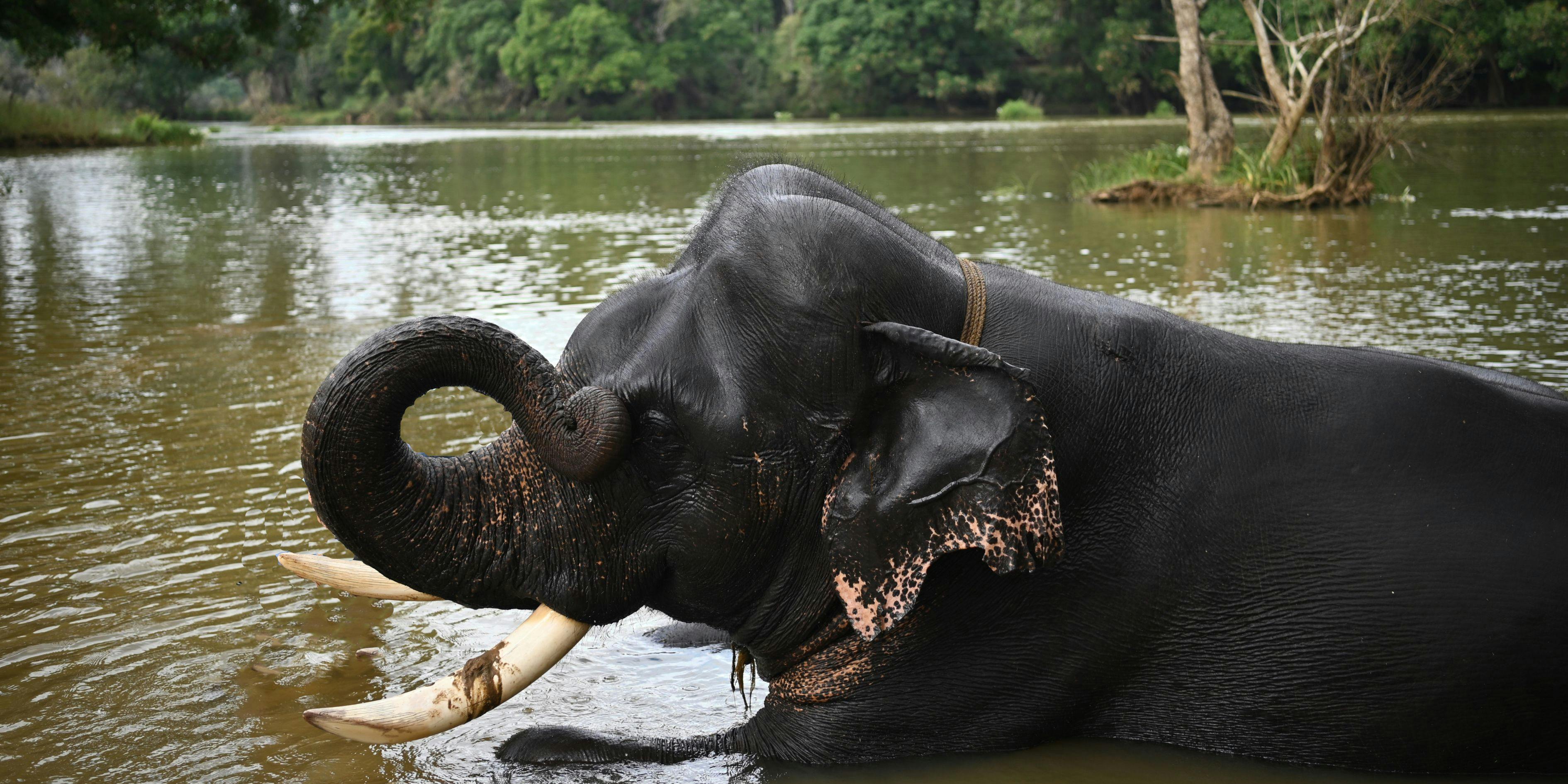 coorg honeymoon package