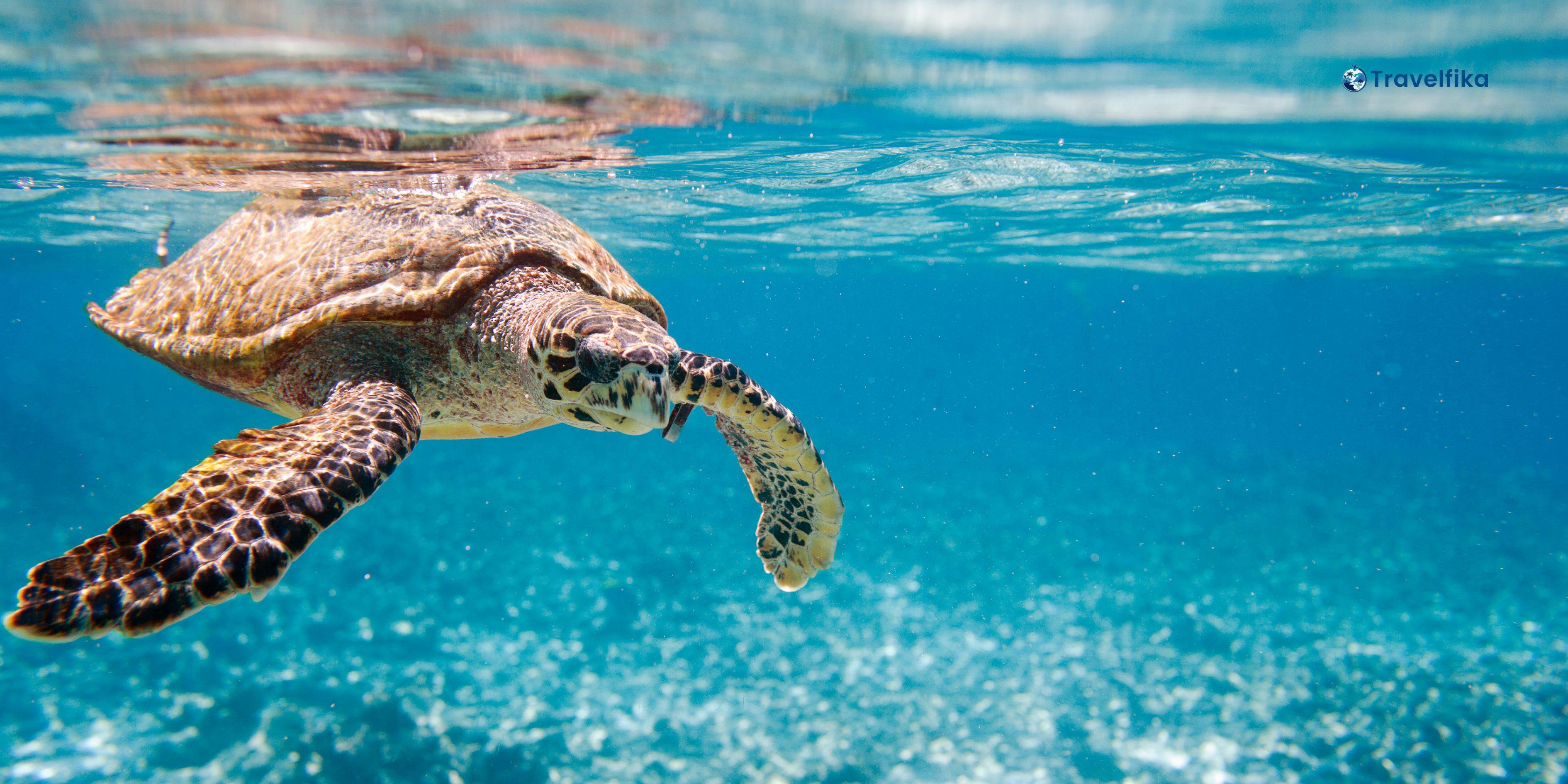 Seychelles honeymoon packages