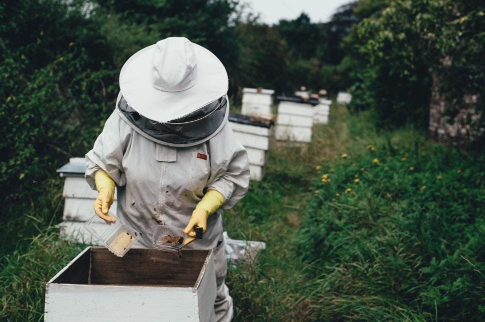 Adventures at the Honey Bee Farm