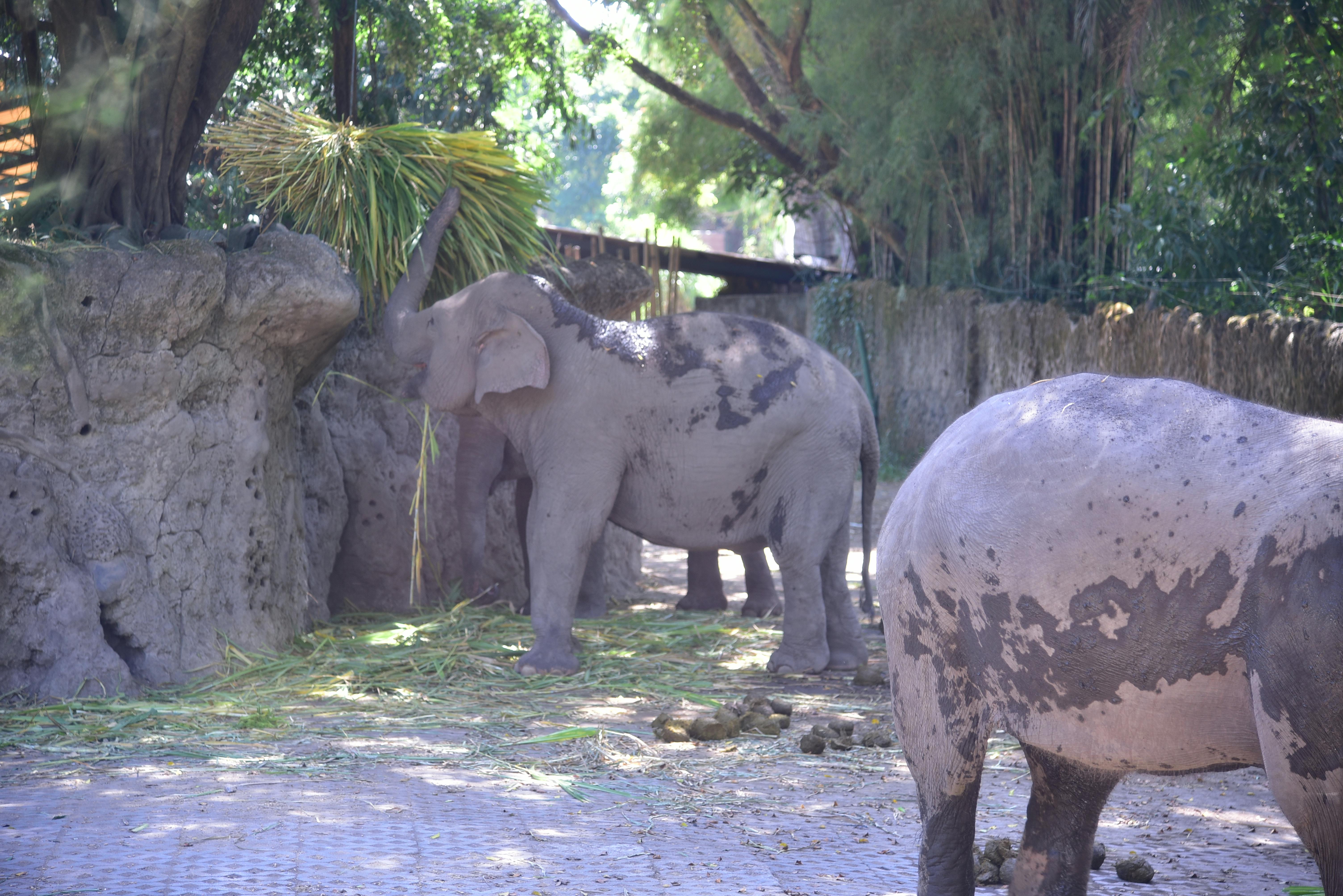Bali Safari & Marine Park