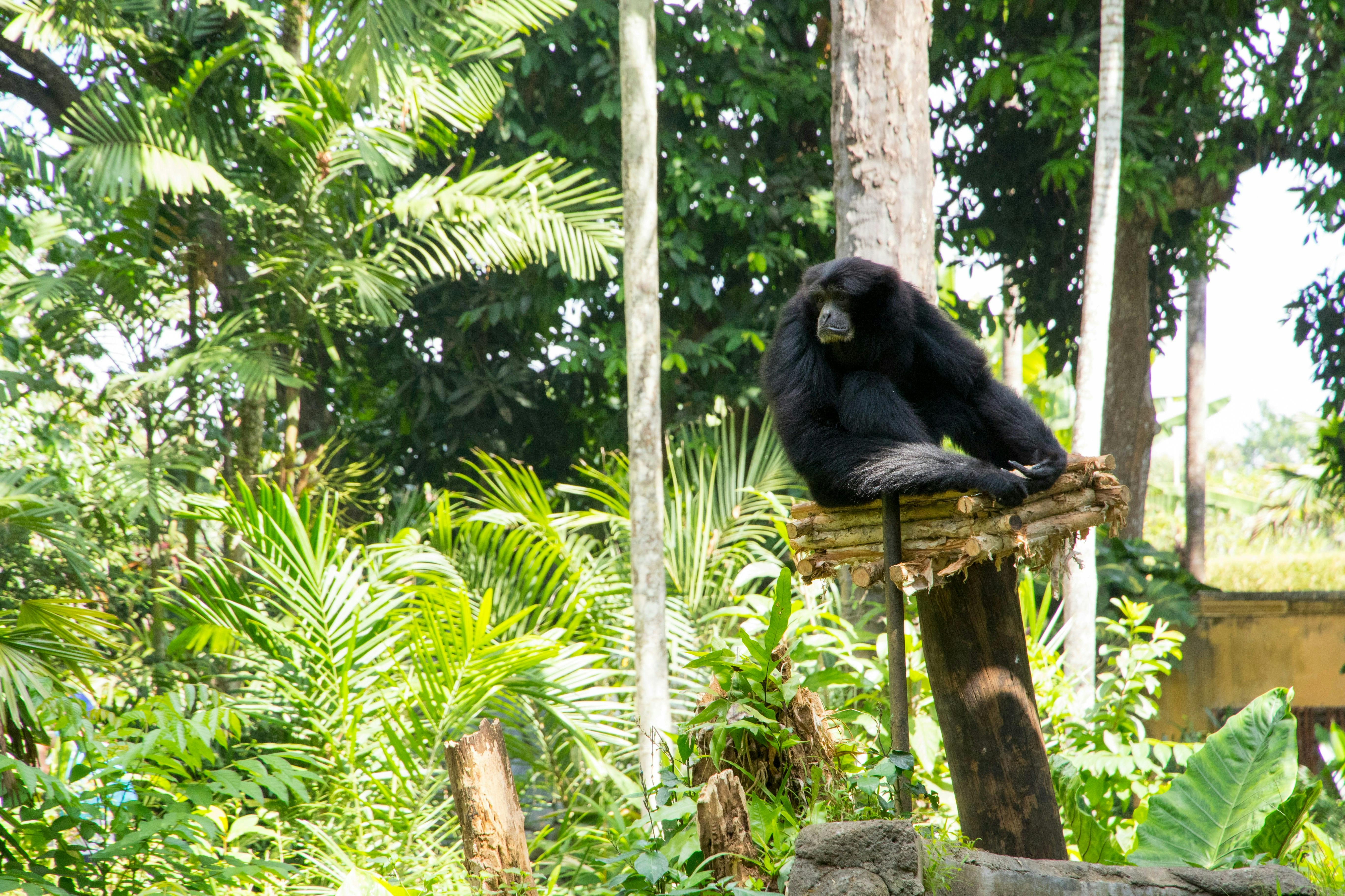 Bali Zoo (Elephant Rides, Feeding Sessions)