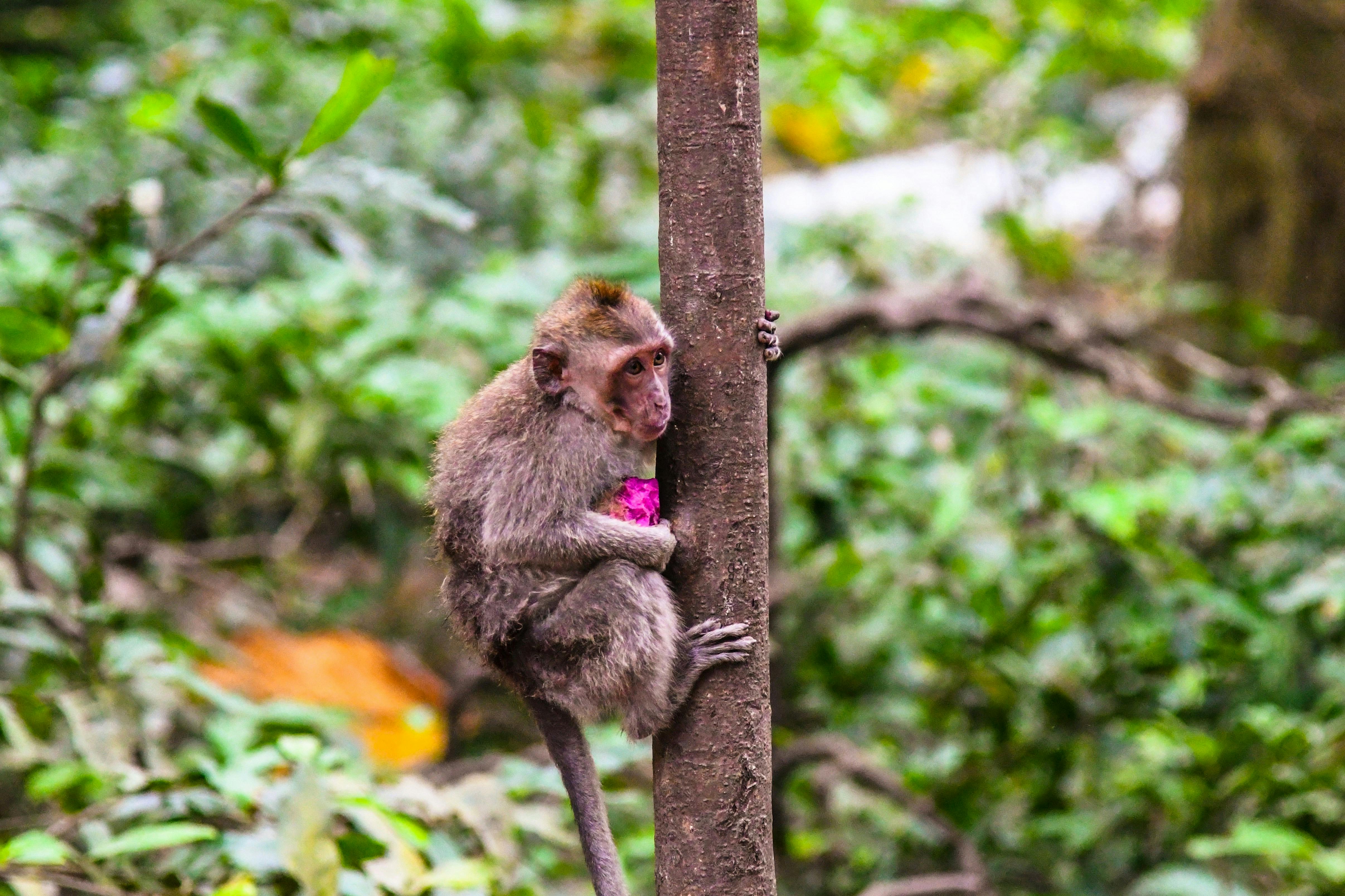 Sacred Monkey Forest Sanctuary