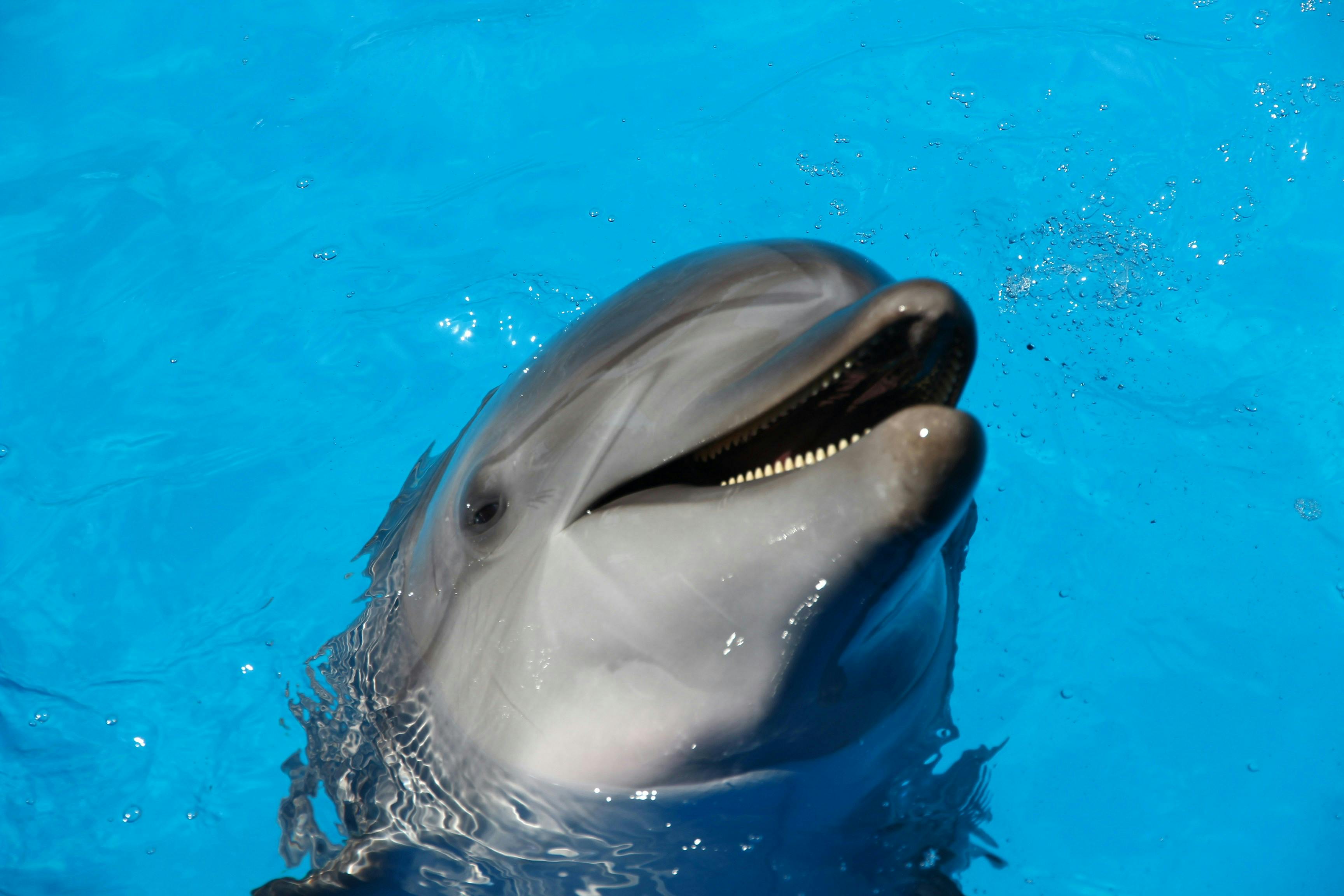 Dolphin Watching in Lovina