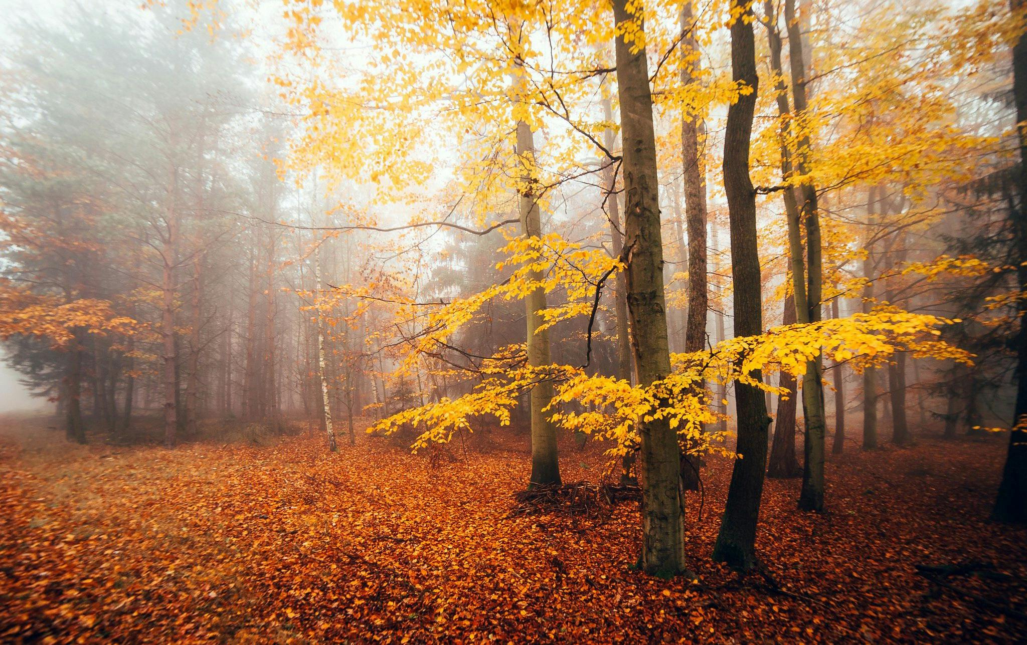 Autumn Season (September to November)