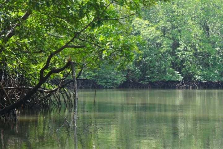 Explore Langkawi Mangrove Forest