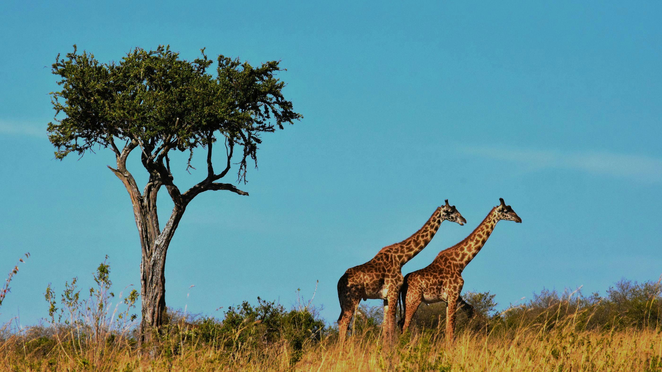 South Africa Visa for Indians