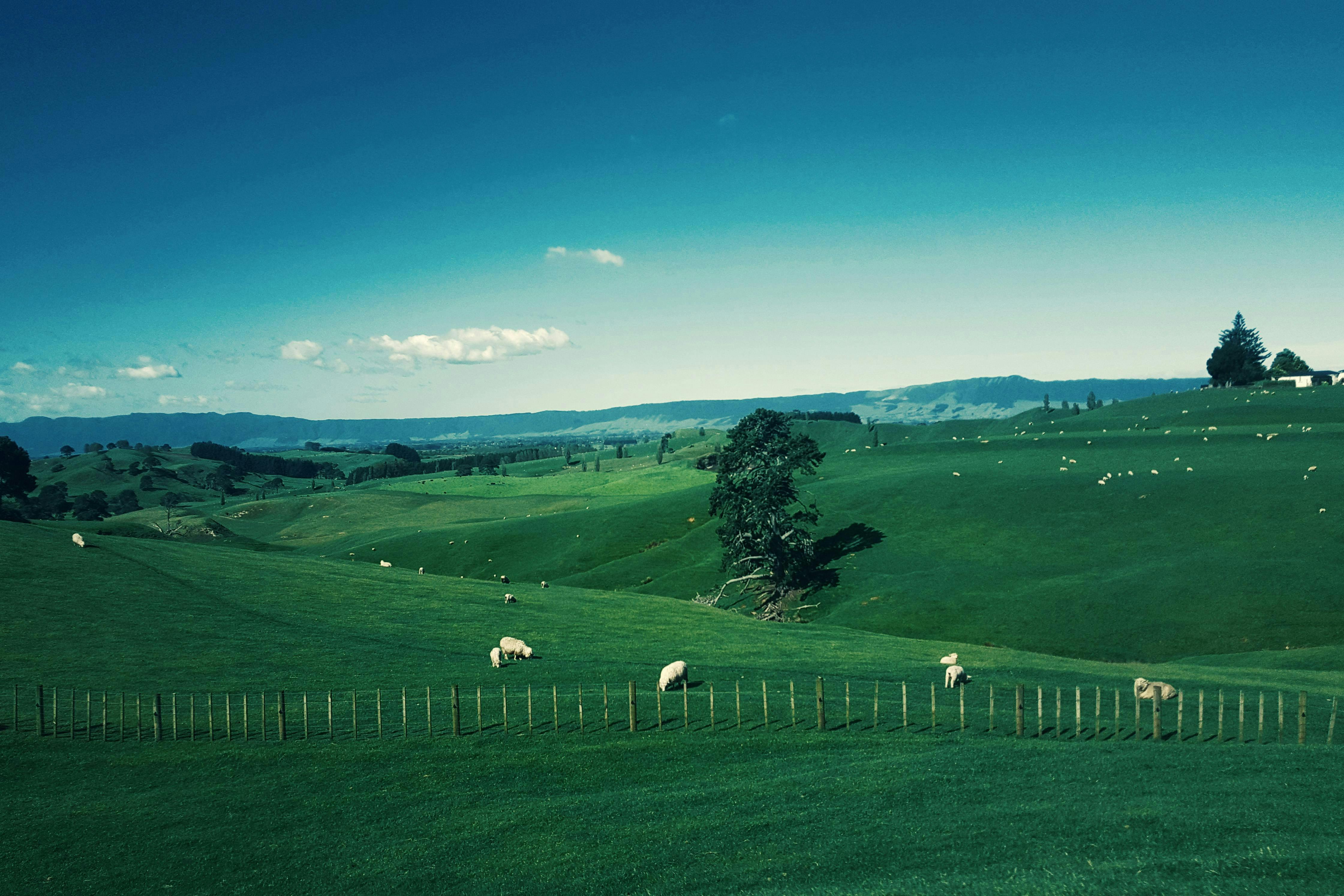 New Zealand Visa for Indians