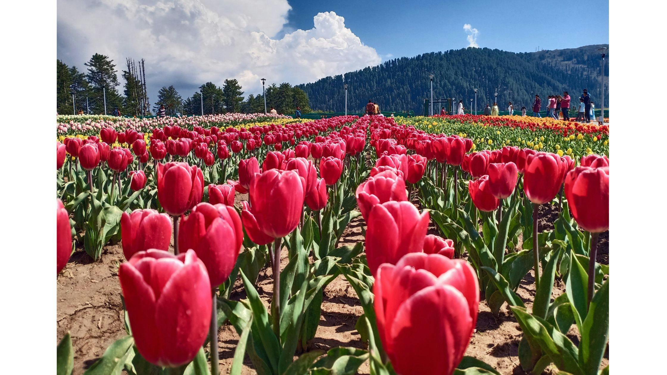 Visit the Tulip Garden in Spring