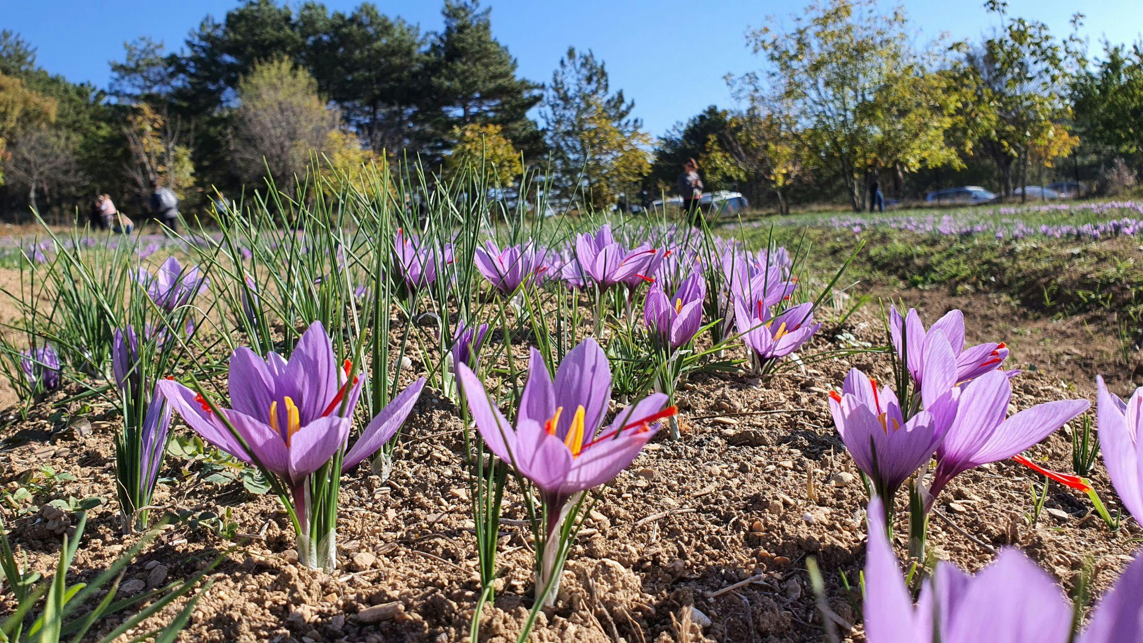 Saffron Fields of Pulwama