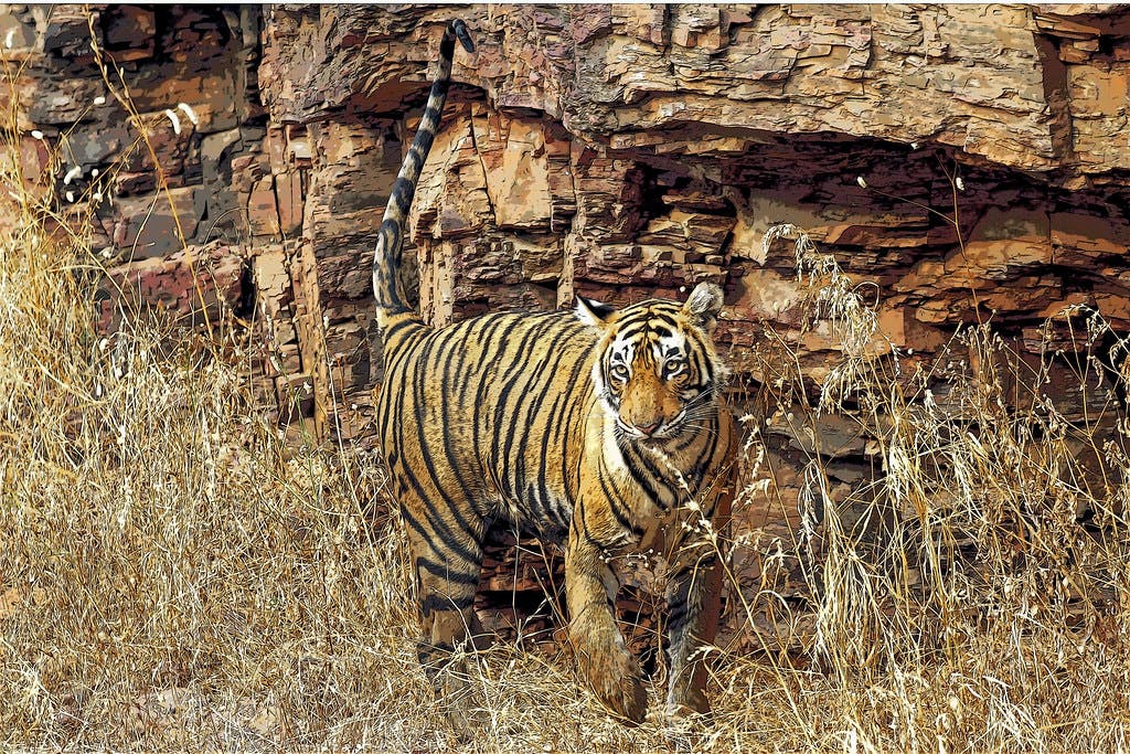 Travel Tips for RanthamboreÂ