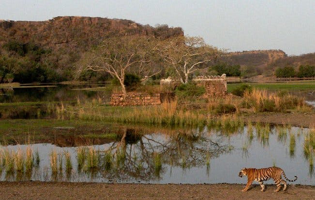 Ranthambore National Park