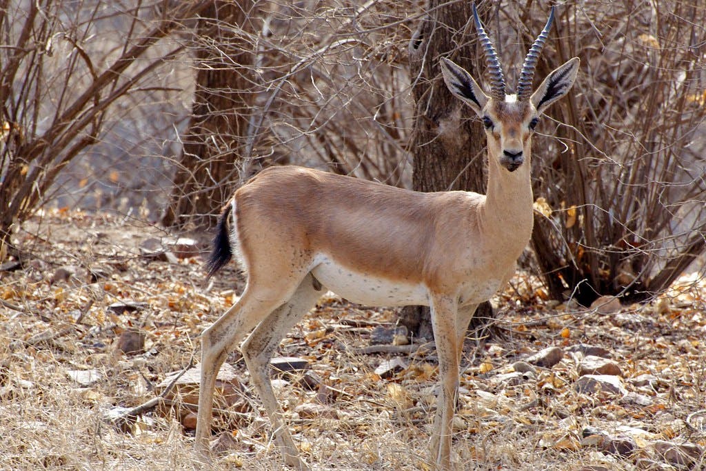 Embark on a Wildlife Safari in Ranthambore National Park