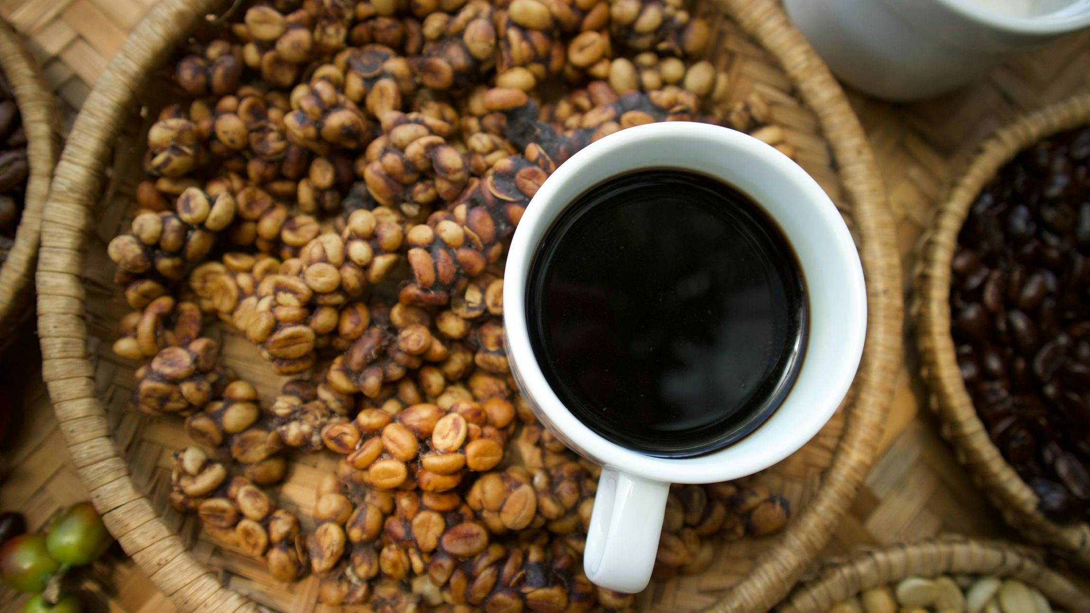 Coffee Plantations