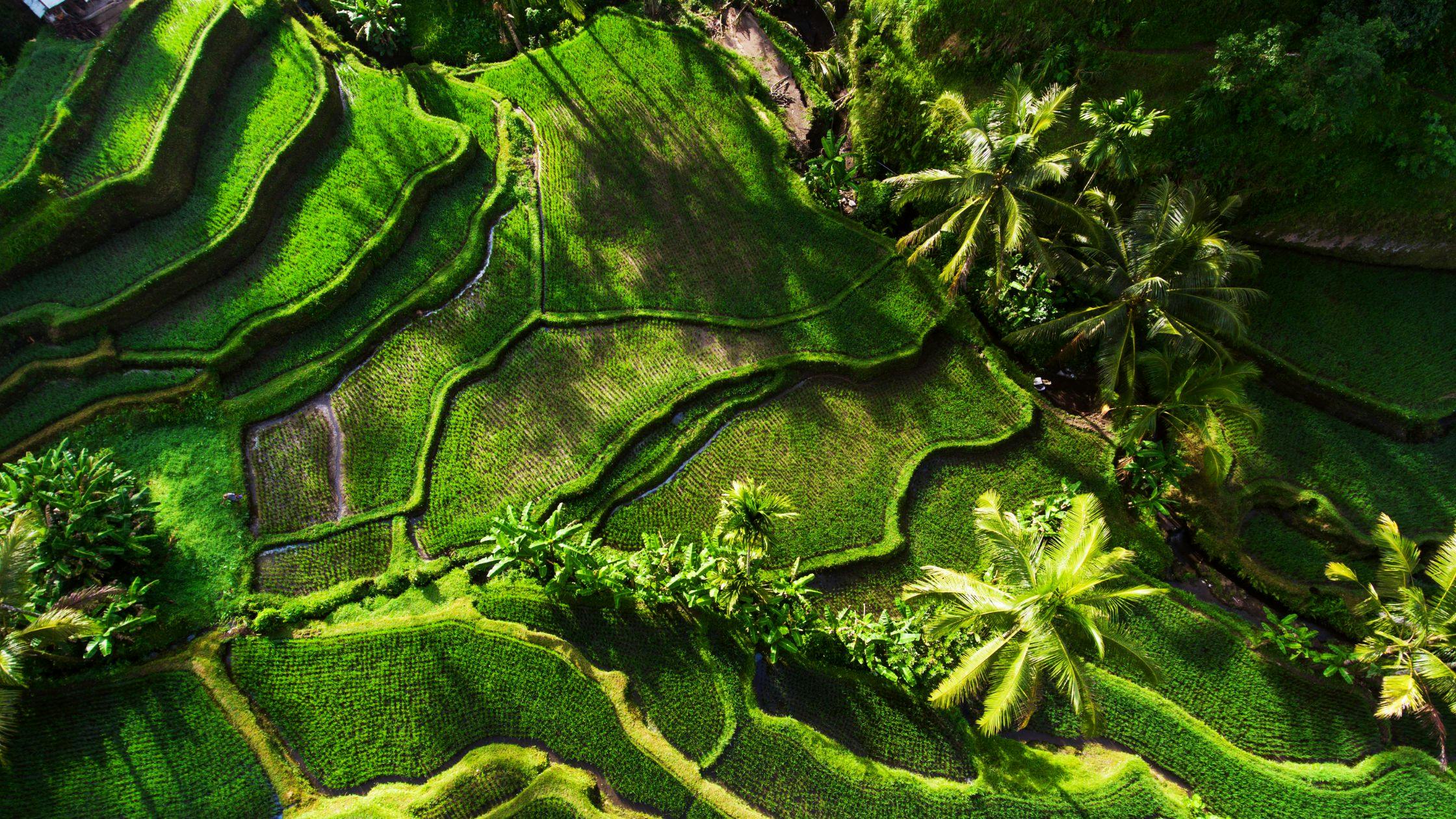 Explore Rice Terraces in Tegallalang