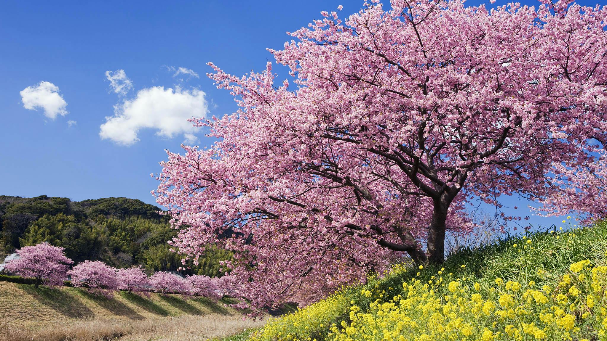 Spring in China (March to May)