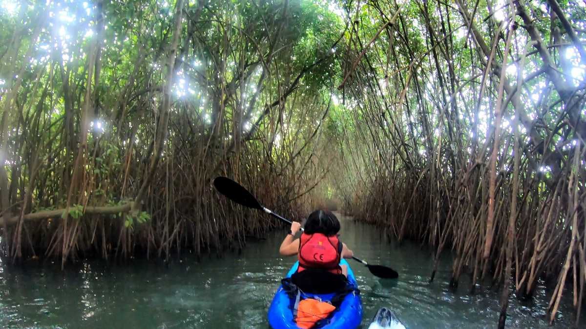 Nedungolam’s Mangrove Forest