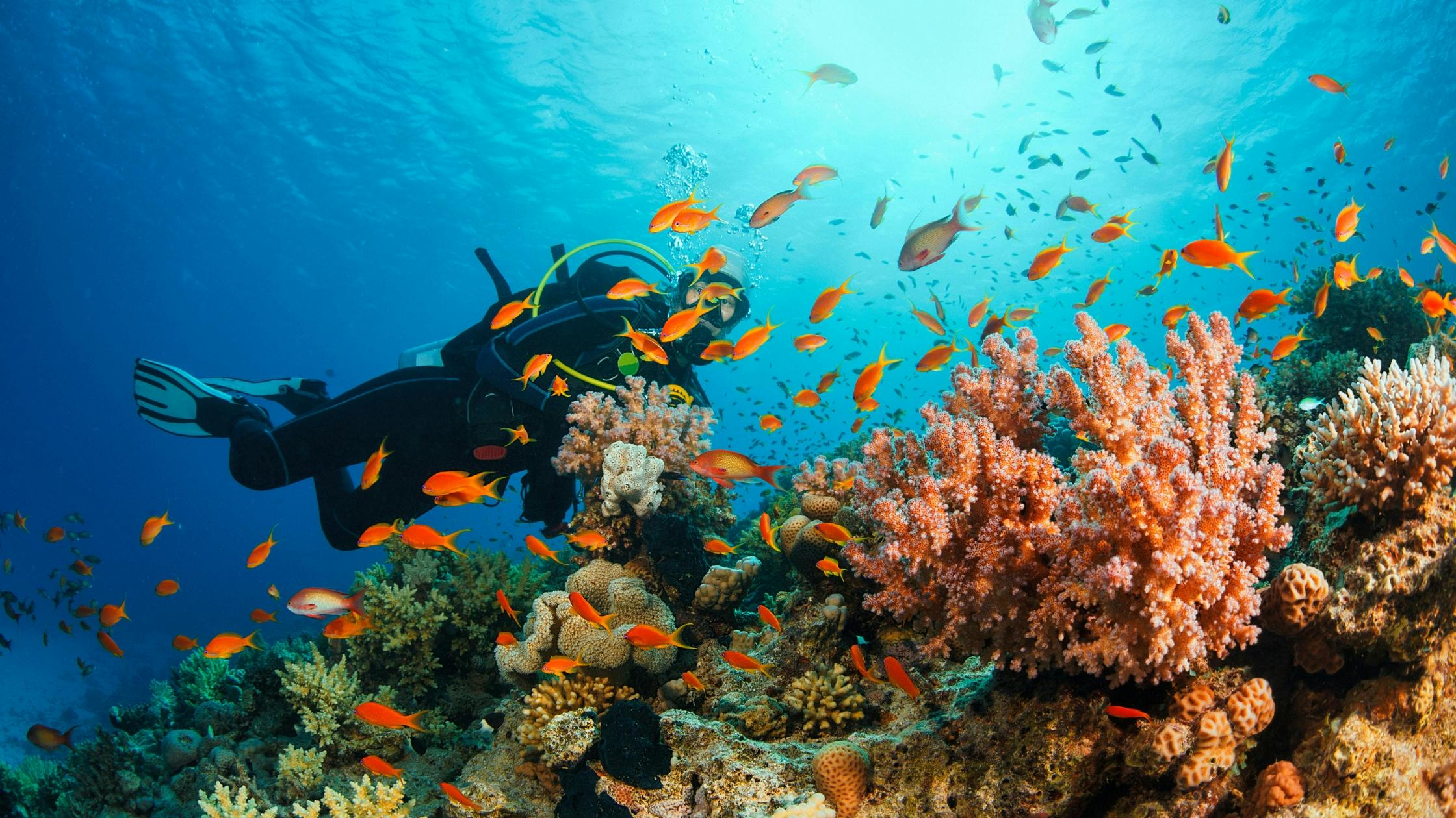 Scuba Diving with Marine Life