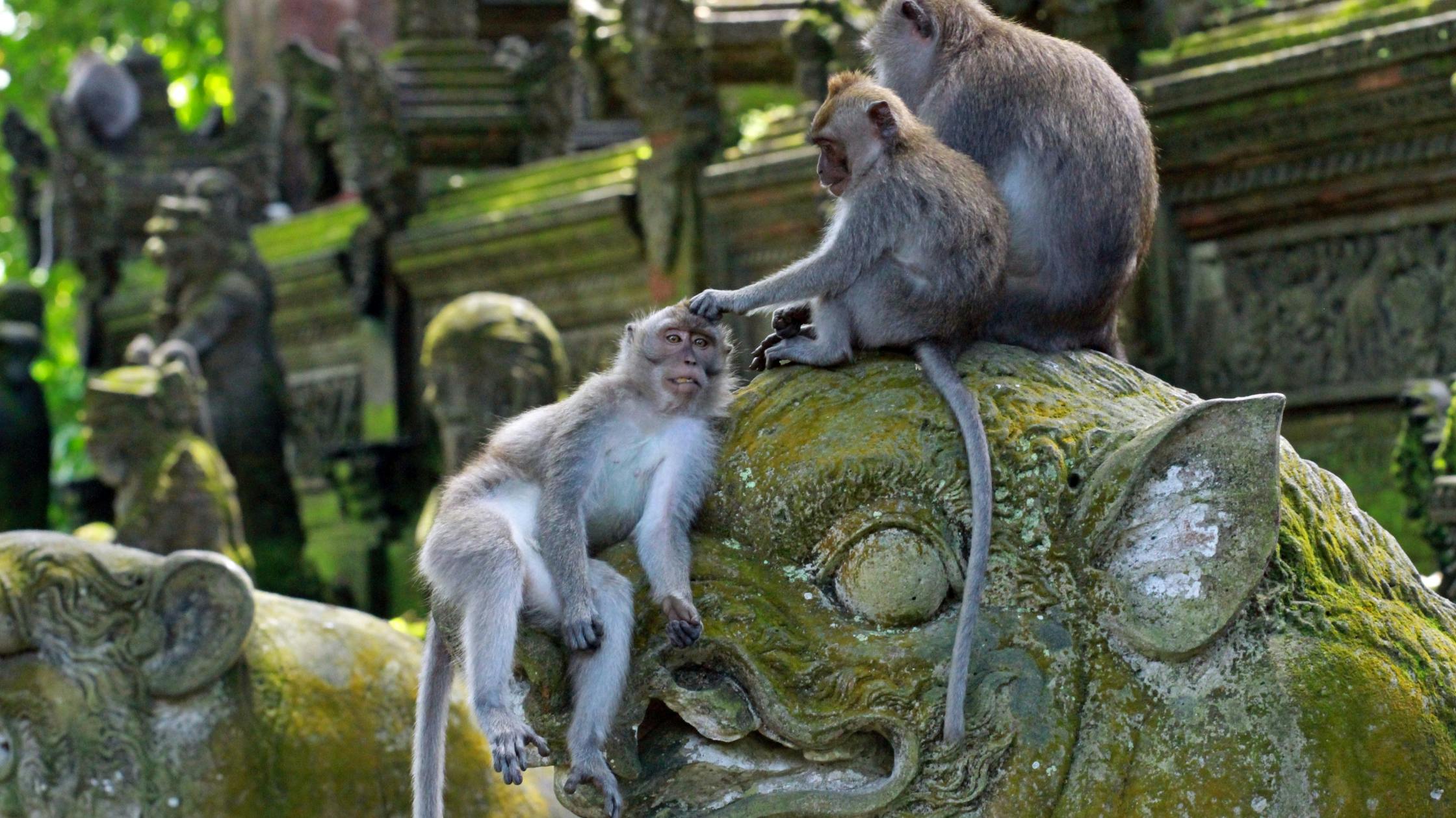 Visit the Sacred Monkey Forest Sanctuary