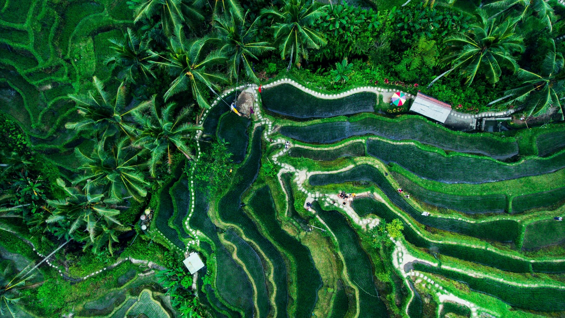 Explore Ubud’s Rice Terraces