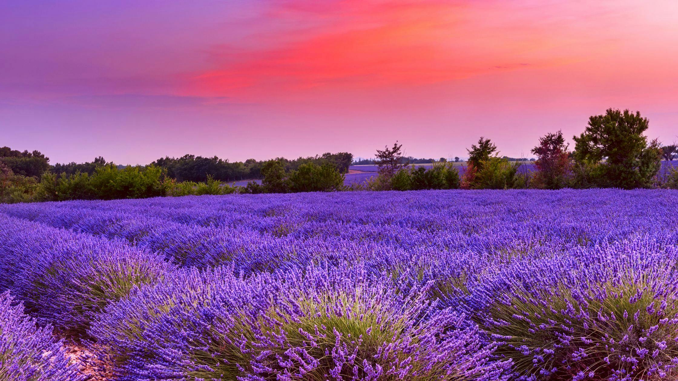Lavender Fields of Provence