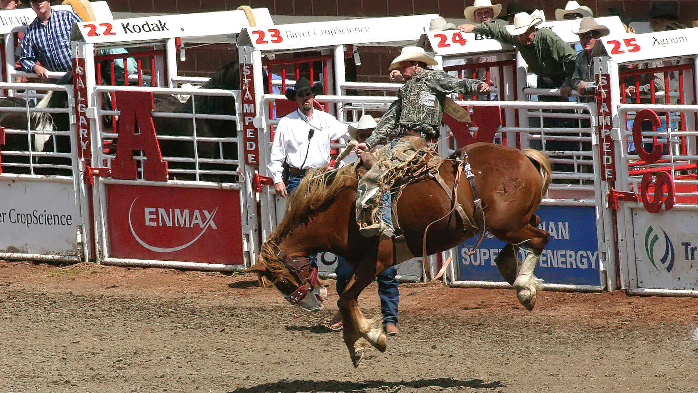 Experience the Thrill of Calgary Stampede, Albert