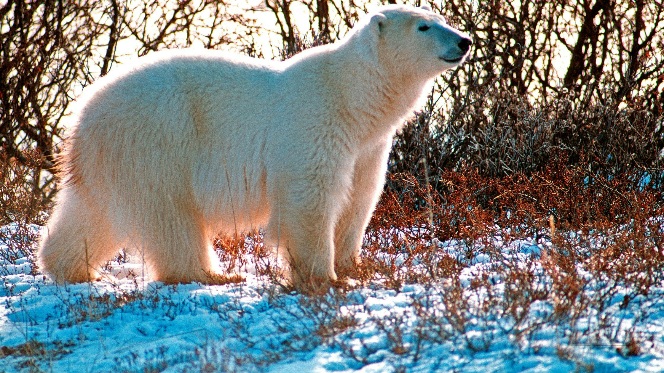 See Polar Bears Up Close in Churchill, Manitoba