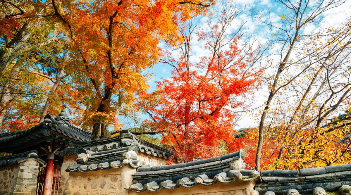 Explore Autumn Colors