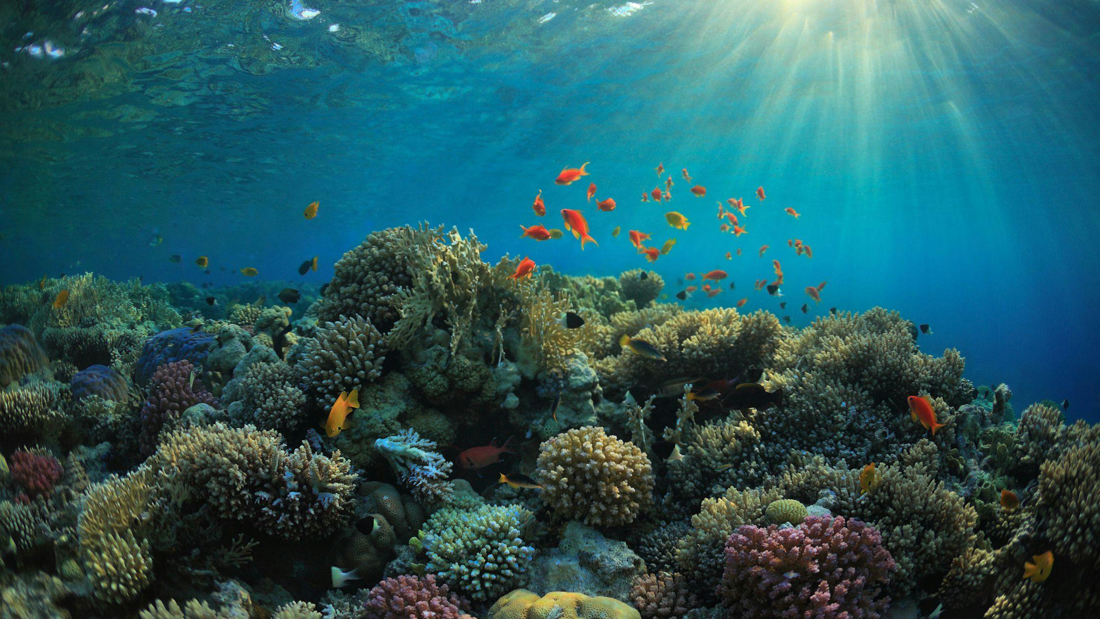 Diving in Tubbataha Reefs Natural Park