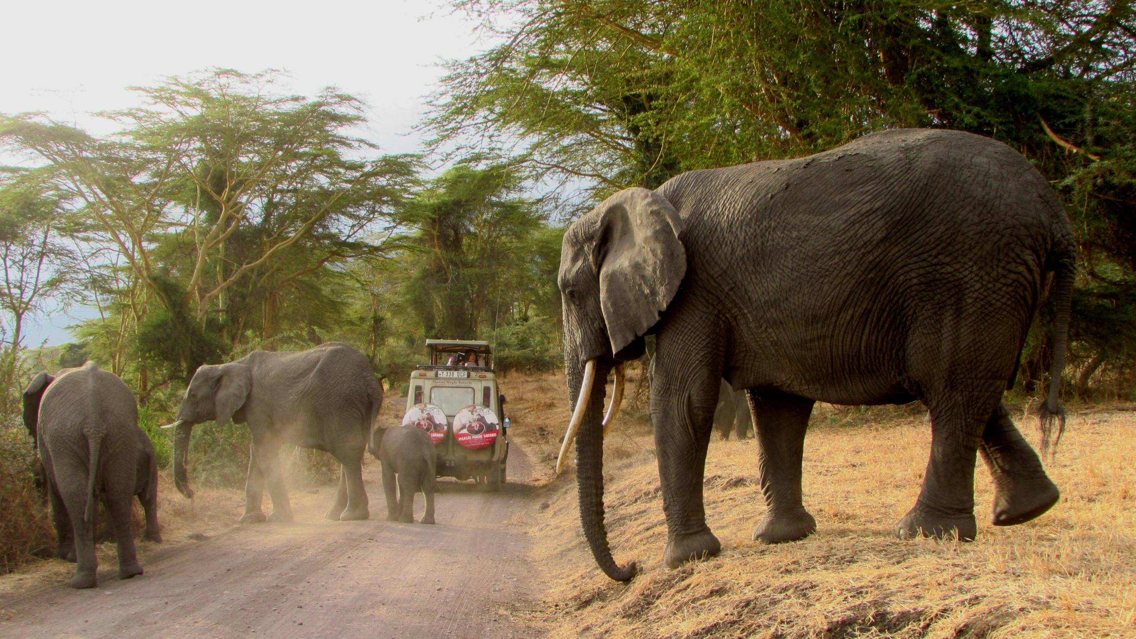 Chitwan National Park Safari – Wildlife Encounters