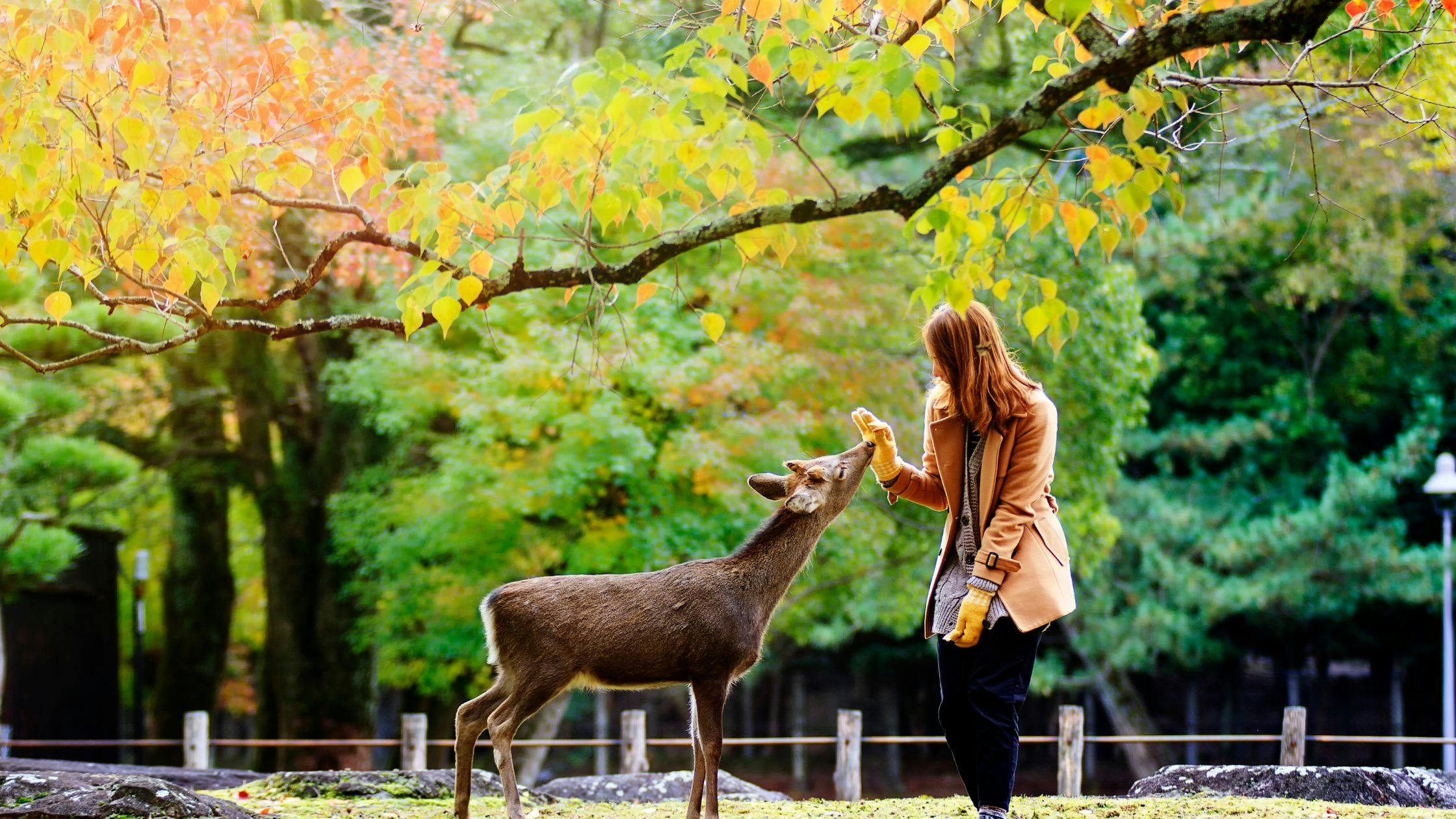 Nara – Home to Ancient Temples & Friendly Deer