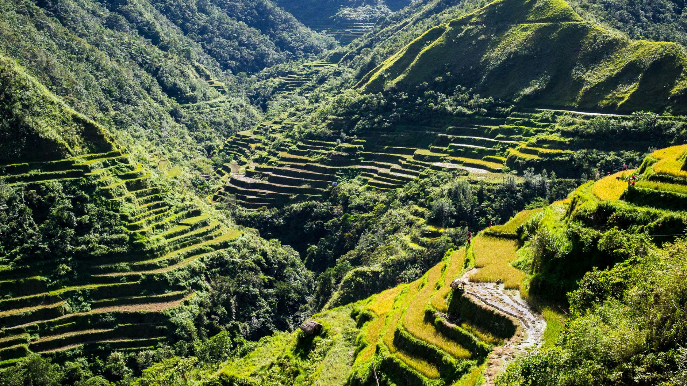 Banaue – The Ancient Rice Terraces