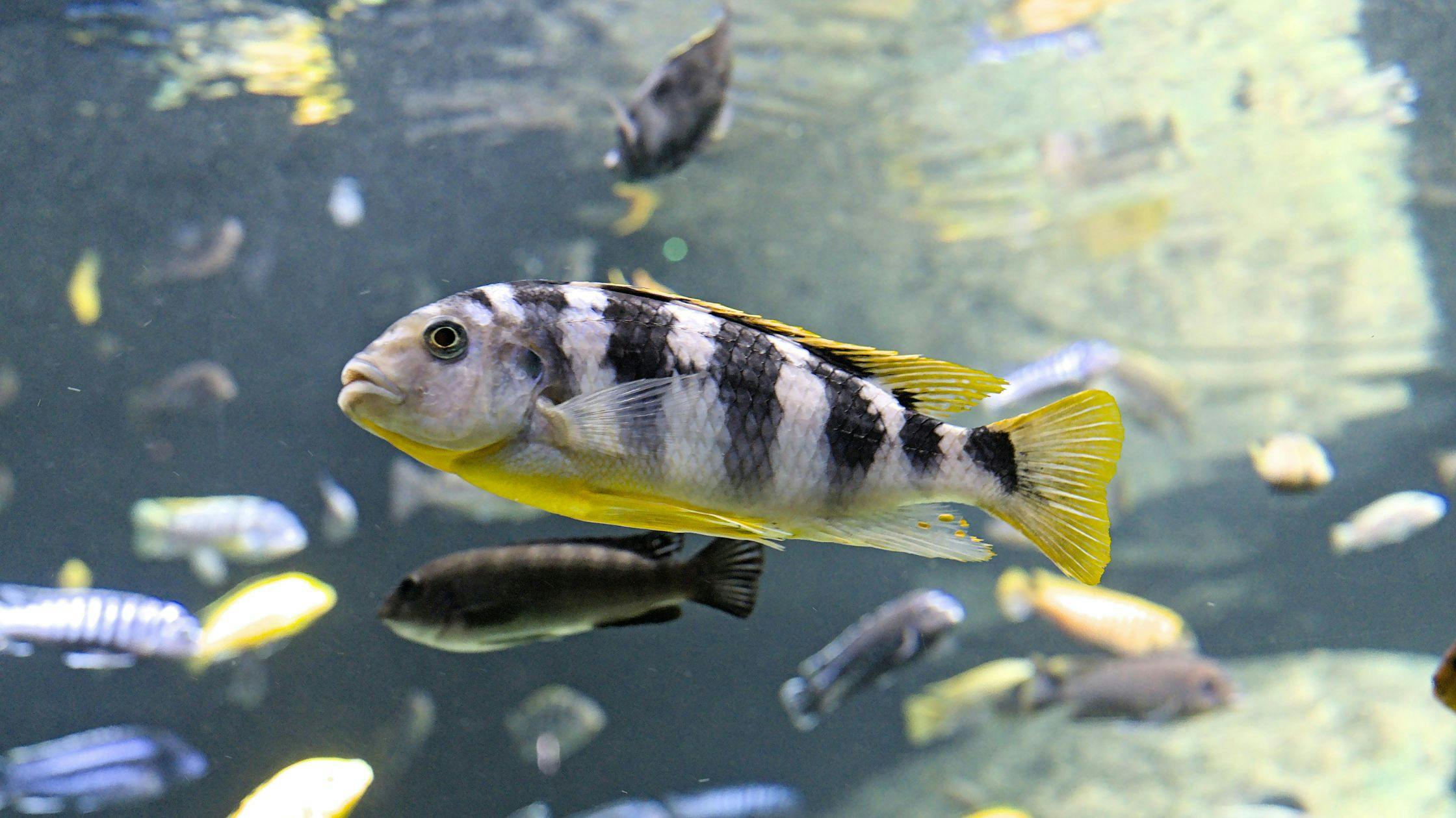 Visit Aquaria KLCC