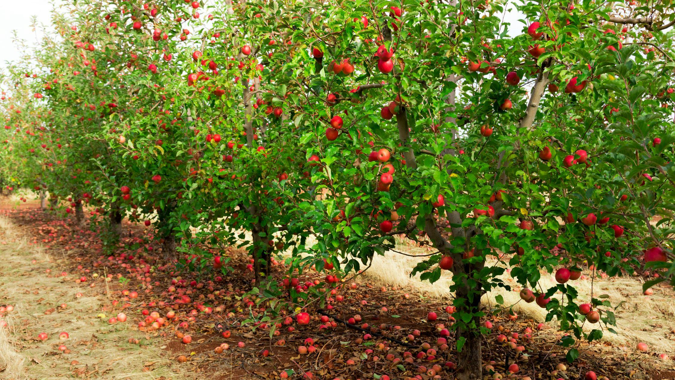 Visit Quba’s Apple Orchards and Qechresh Forest