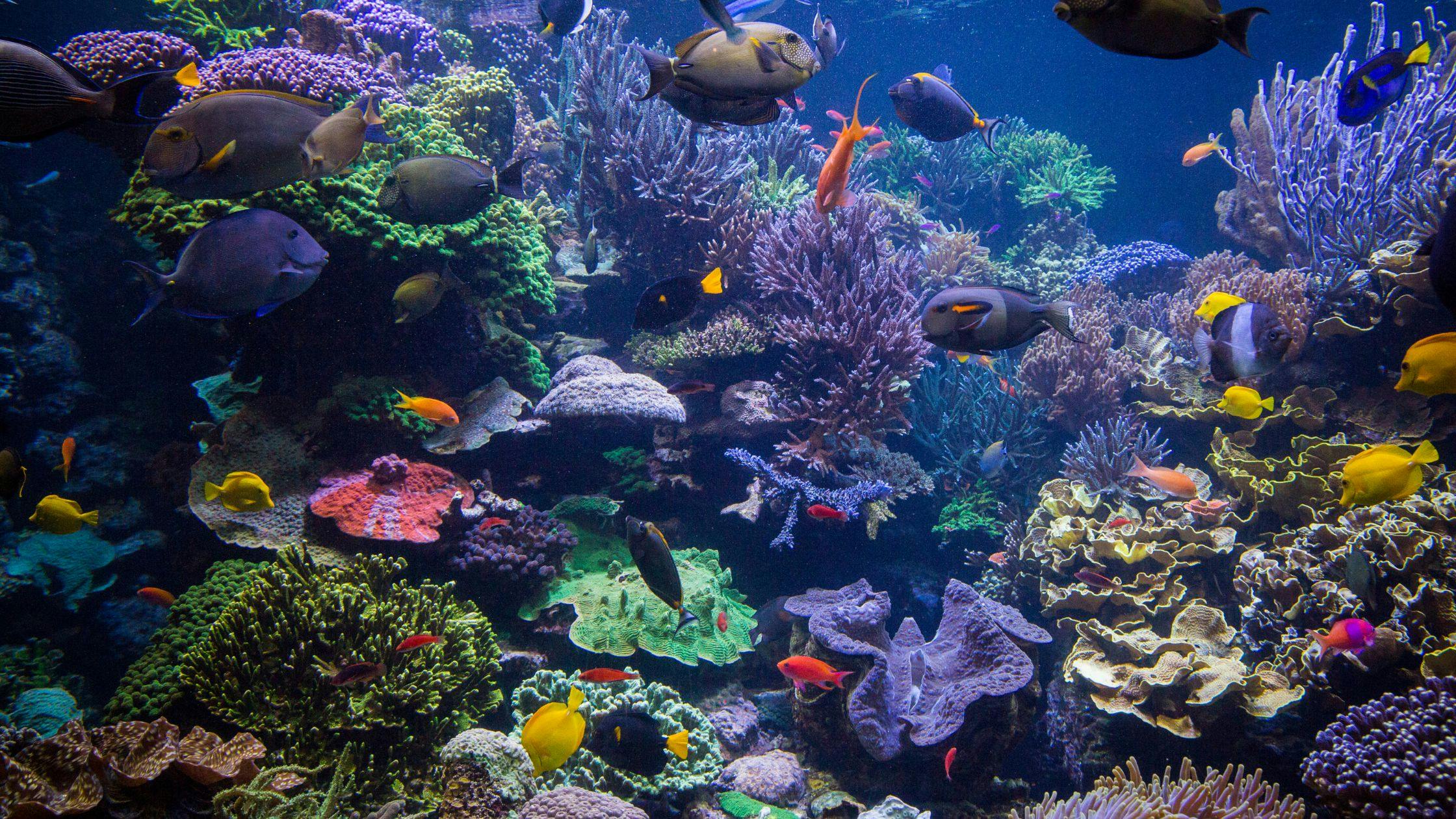 Underwater World Pattaya