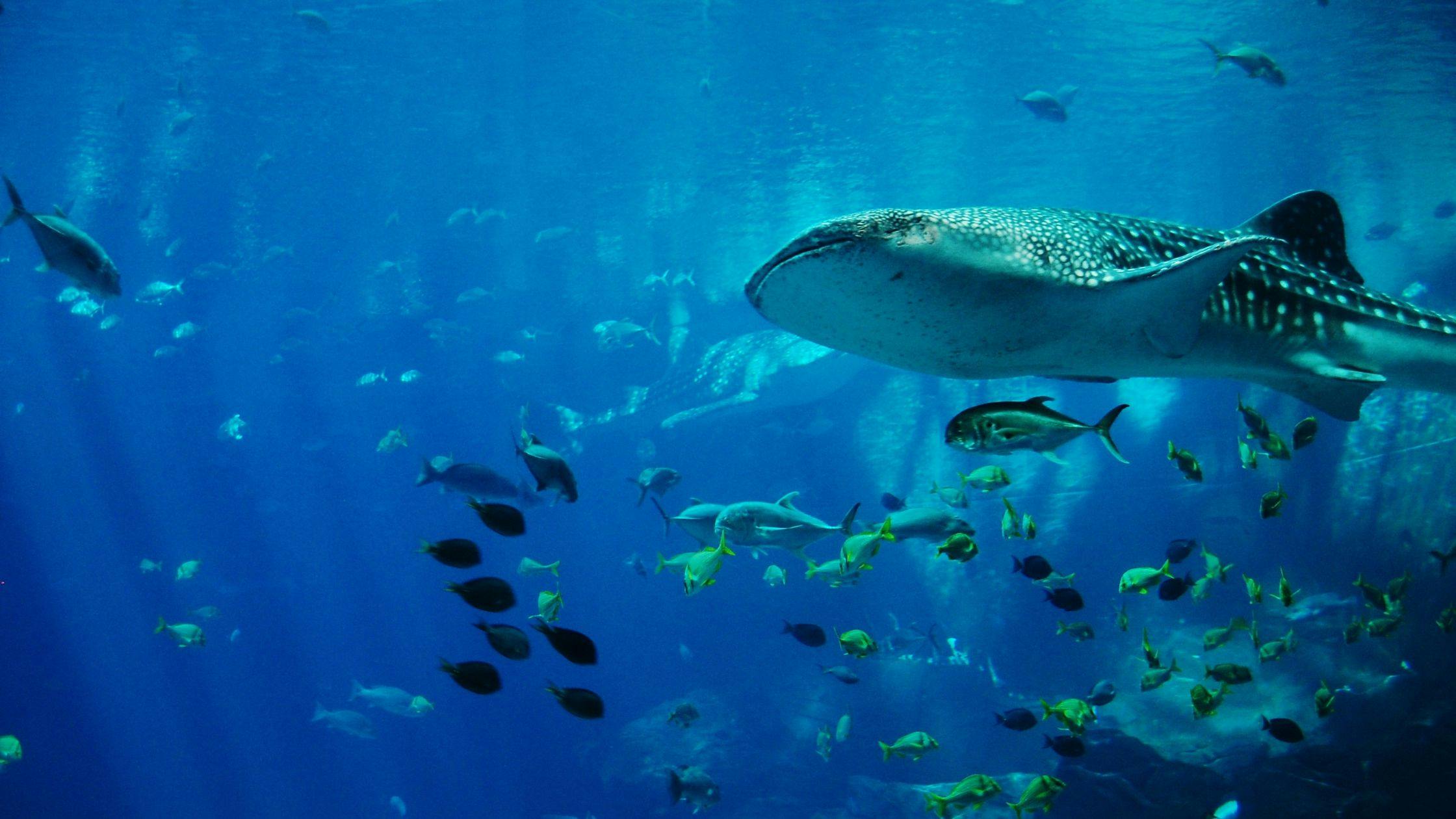 Osaka Aquarium Kaiyukan – Dive into Marine Wonders