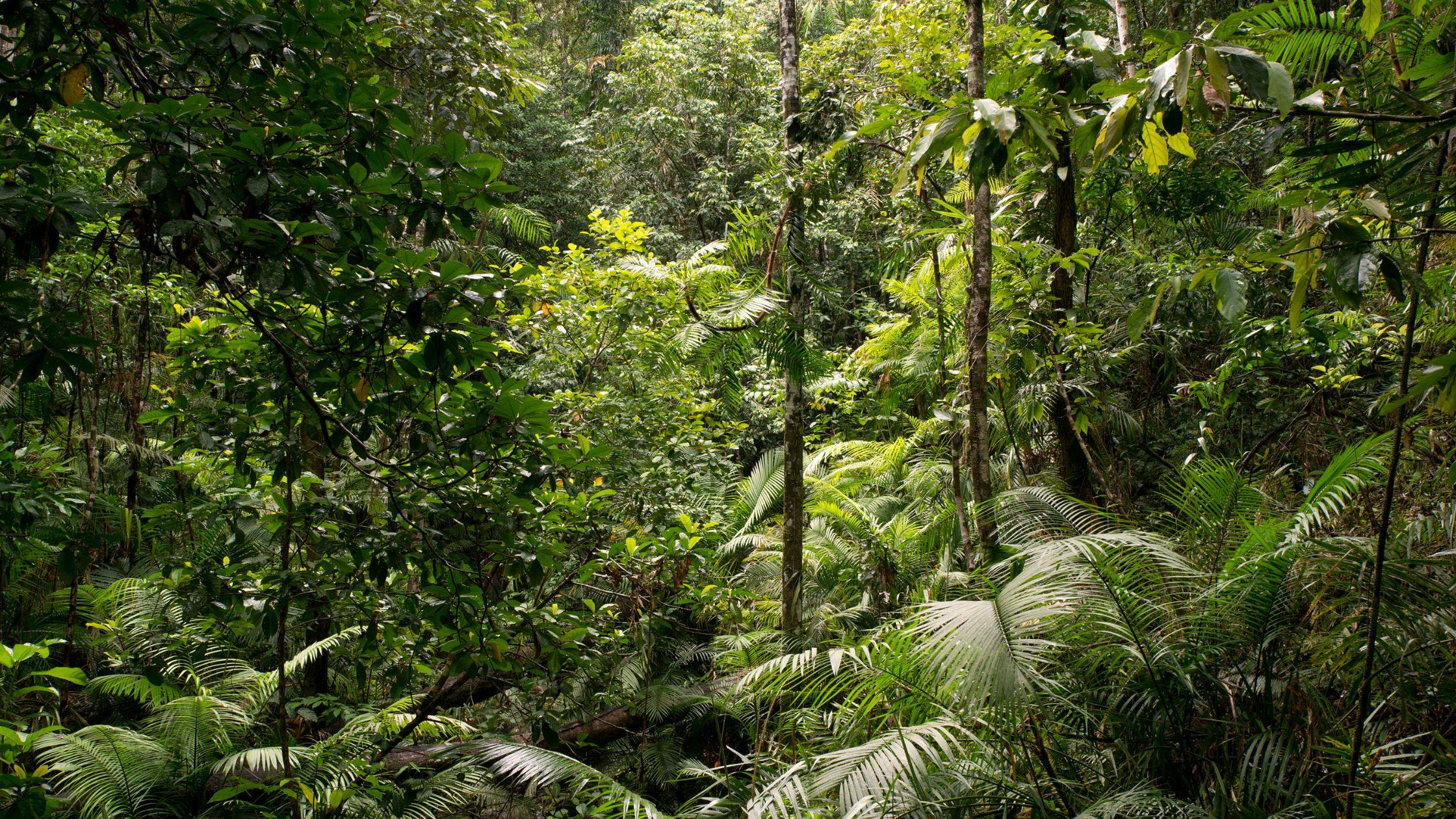 Discover the Daintree Rainforest & Cape Tribulation
