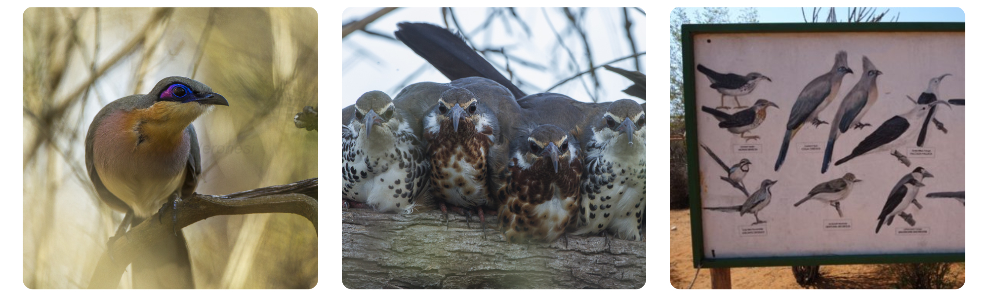 Dry Deciduous Birding Itinerary 3