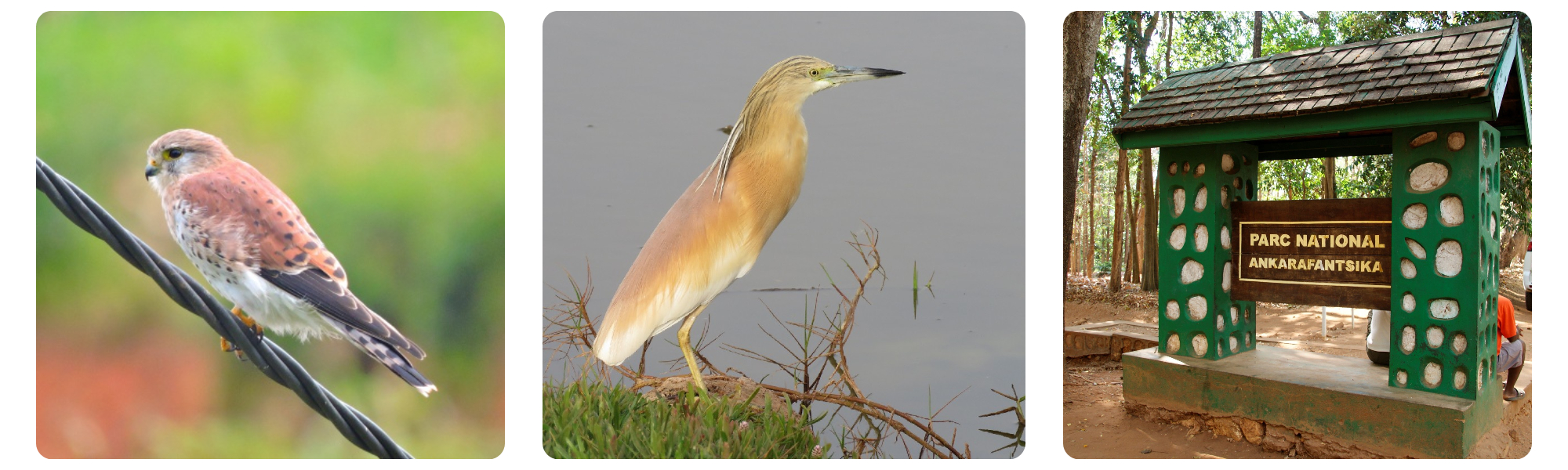 Dry Deciduous Birding Itinerary 8