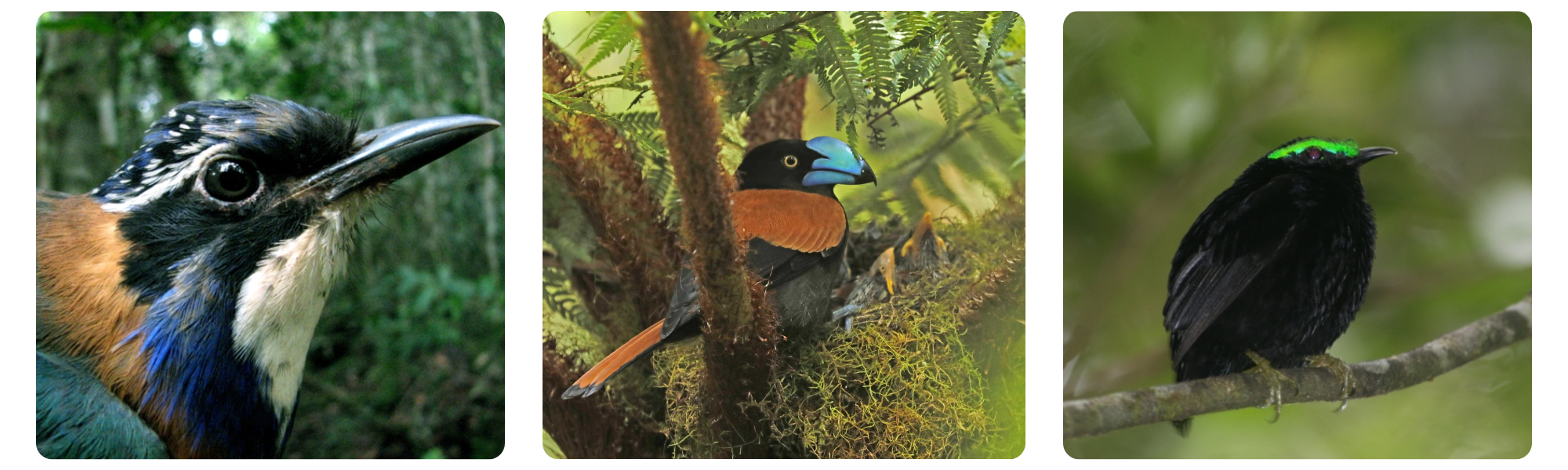 Rain Forest Birding Itinerary 7