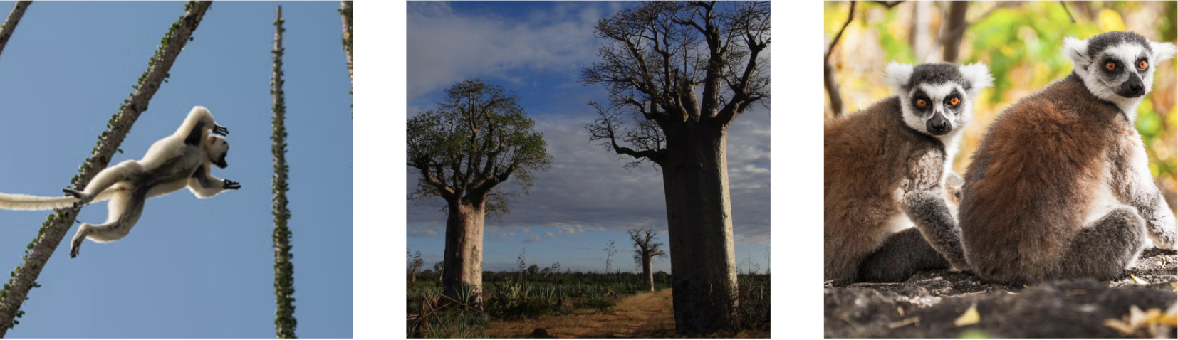Fort-Dauphin and its wonders 6