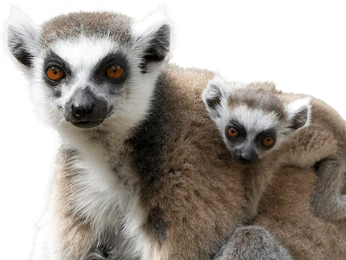 Lemurs &
Rainforests