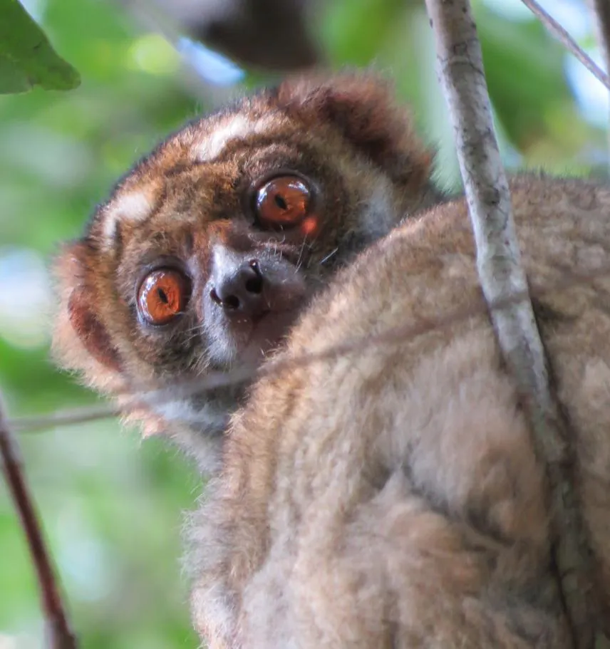Woolly Lemur (Avahi)