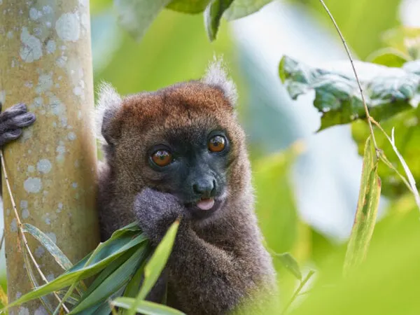 Greater Bamboo Lemur
