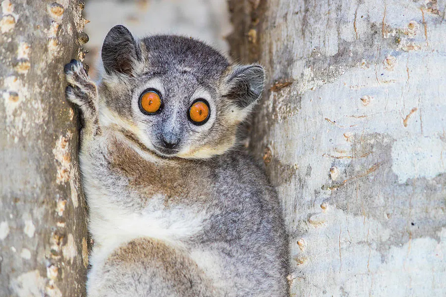 Sportive Lemur (Lepilemur)