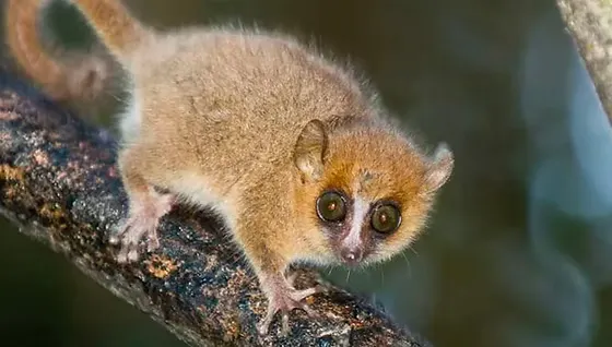 Gray Mouse Lemur